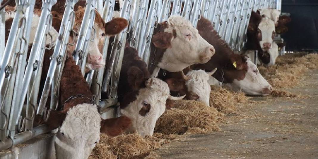 10 dönüm üzerine 15 milyonluk yatırımla işletmesini kurdu! 32 yaşında gelen başarı: Gelenekselden modern üretime geçti 5